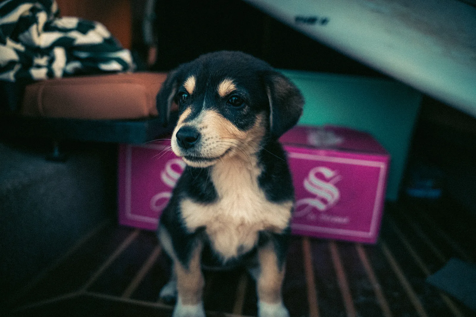 Black-and-tan puppy sits on a cushioned seat beside a pink cooler and surfboard edge in Essaouira