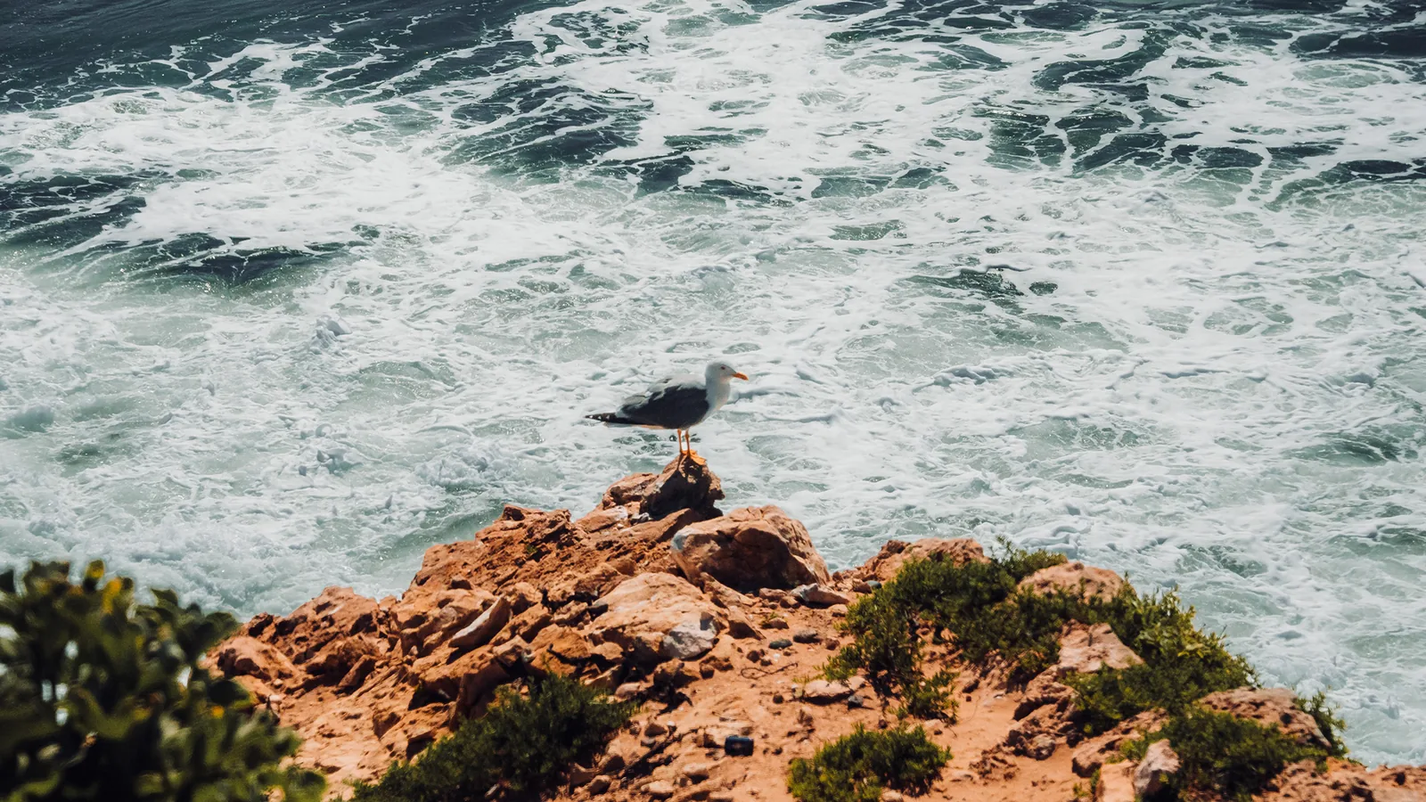 Seagull perched on a rocky ledge above churning surf in Essaouira, Morocco