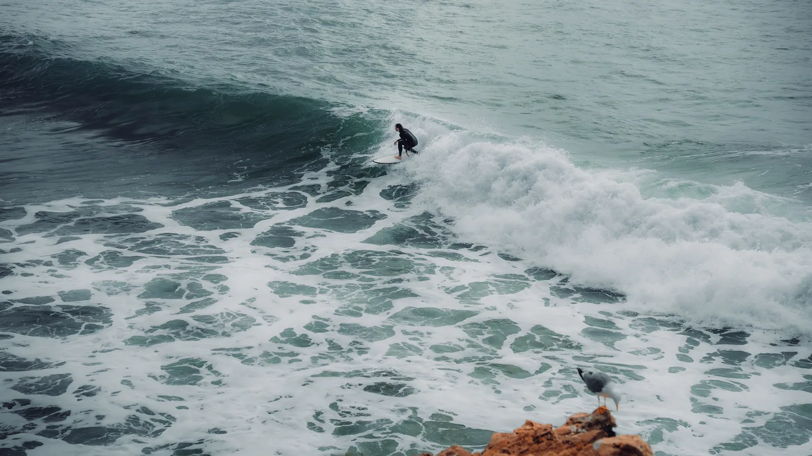 Surfer riding whitewater past a seabird perched on the rocks in Essaouira, Morocco