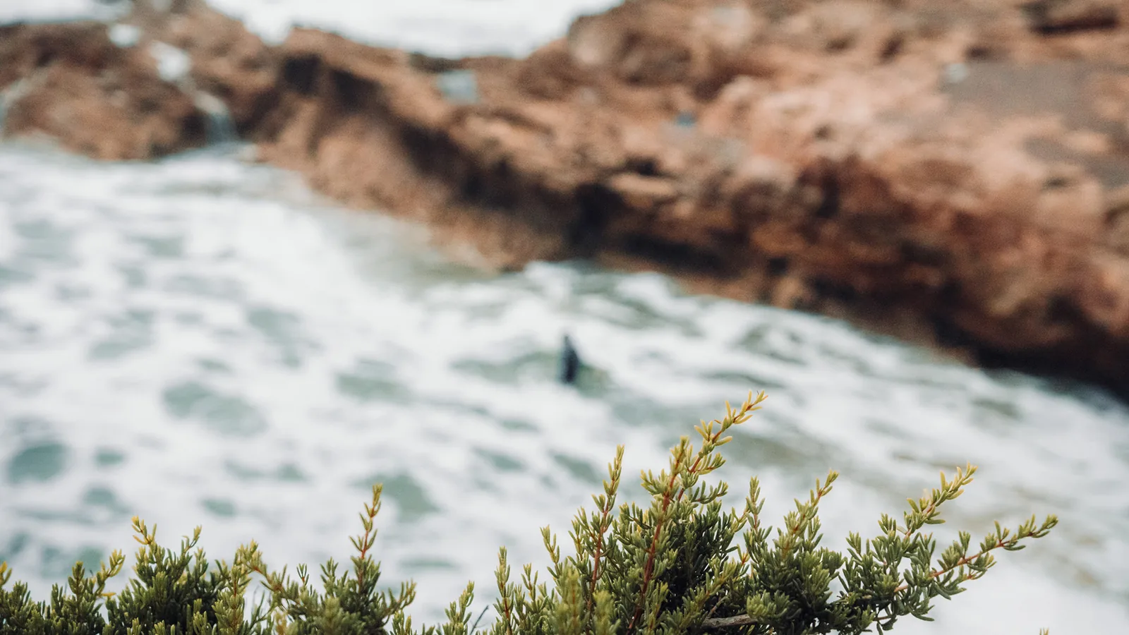 Distant surfer riding whitewater, framed by wind-bent shrubs on a clifftop in Essaouira, Morocco