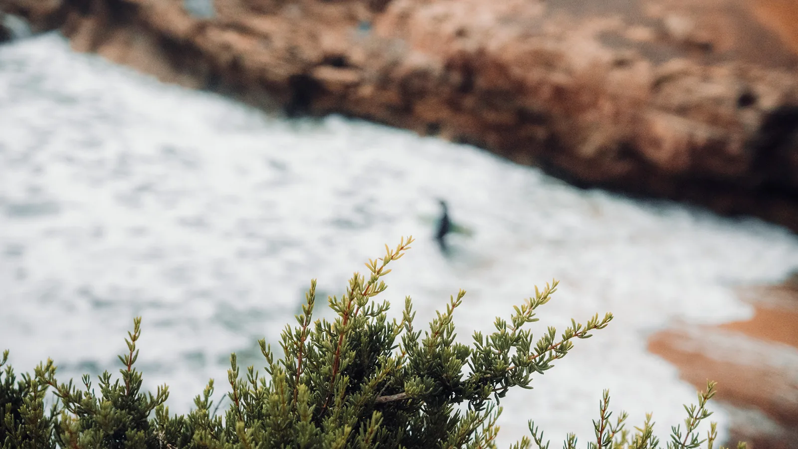 Tiny silhouette of a surfer riding a wave beyond blurred coastal shrubs in Essaouira, Morocco