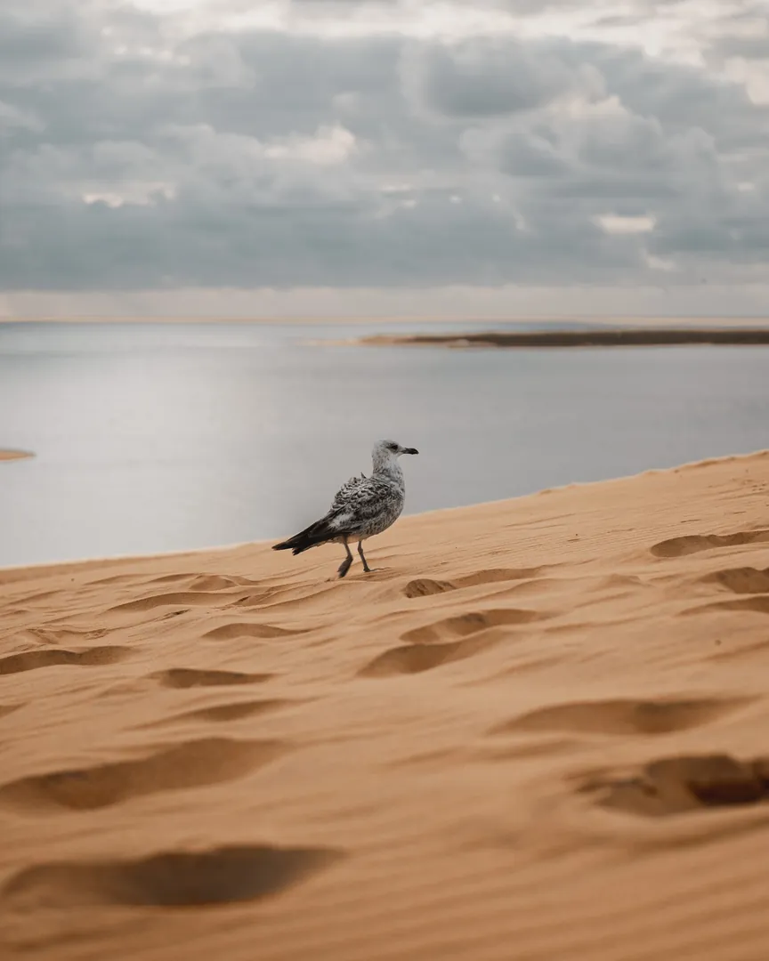 Photo from Dune du Pilat - Arcachon by Matteo Stanca Taza