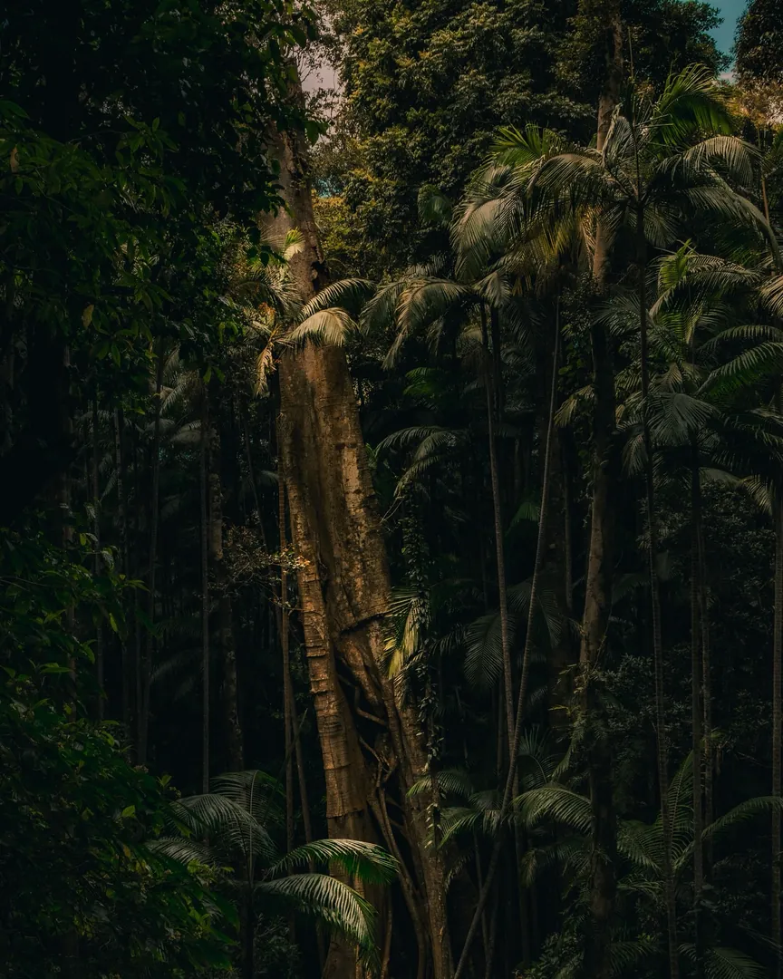 Photo from Minyon Falls, Nightcap National Park by Matteo Stanca Taza