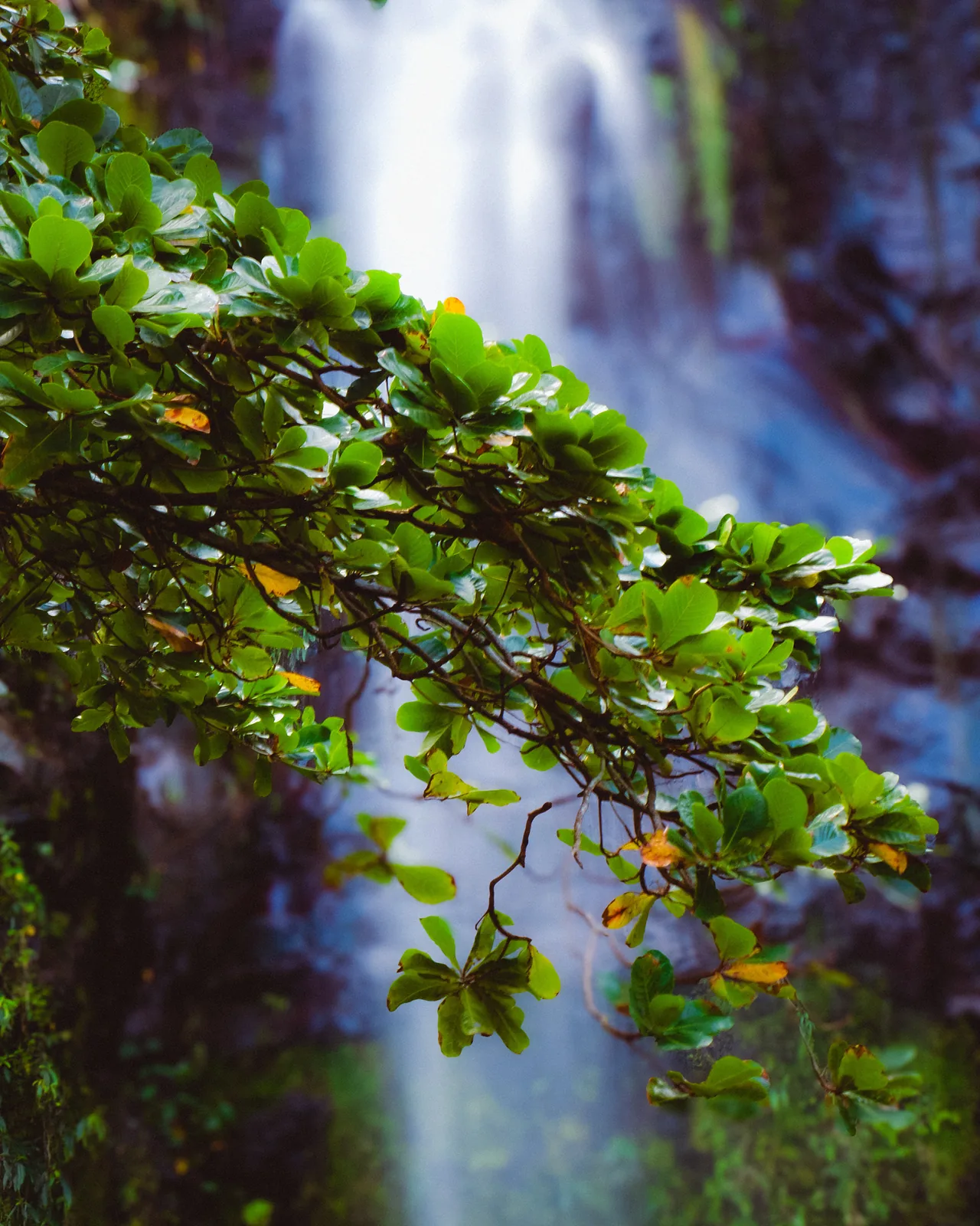 Waterfall blurred behind a leafy branch in a lush rainforest on Reunion Island