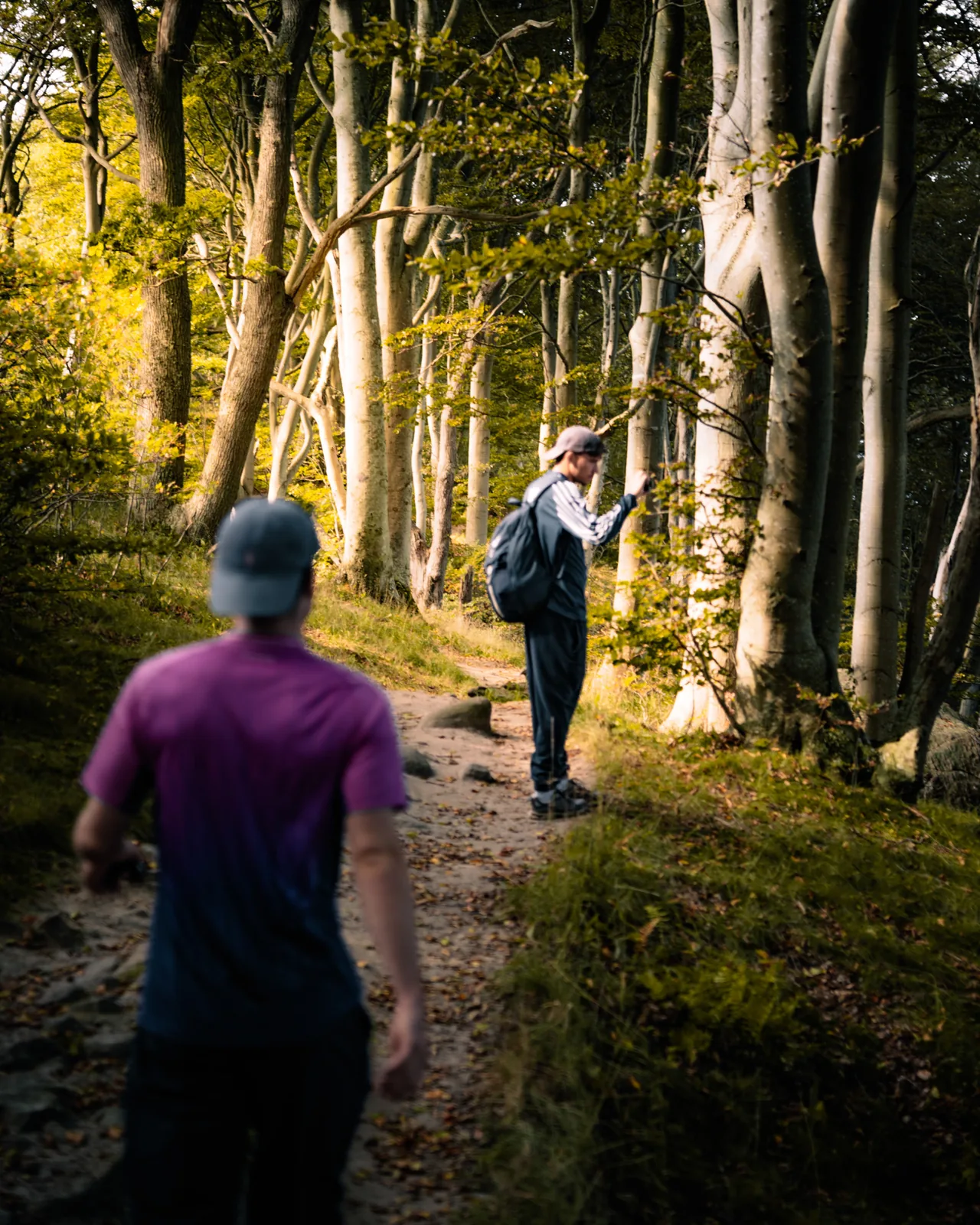 Friends strolling a golden-lit forest path lined with autumn leaves in Sweden