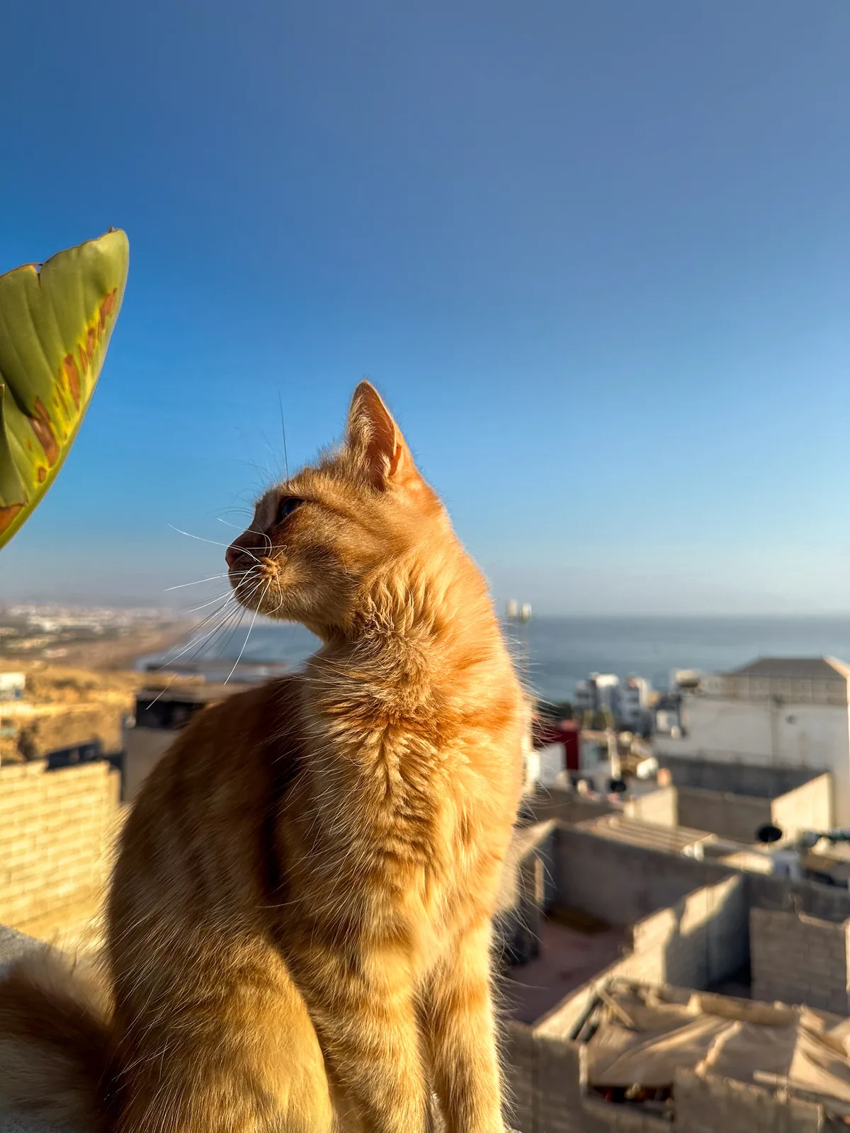 A ginger cat perches on a rooftop ledge overlooking the ocean in Taghazout, Morocco