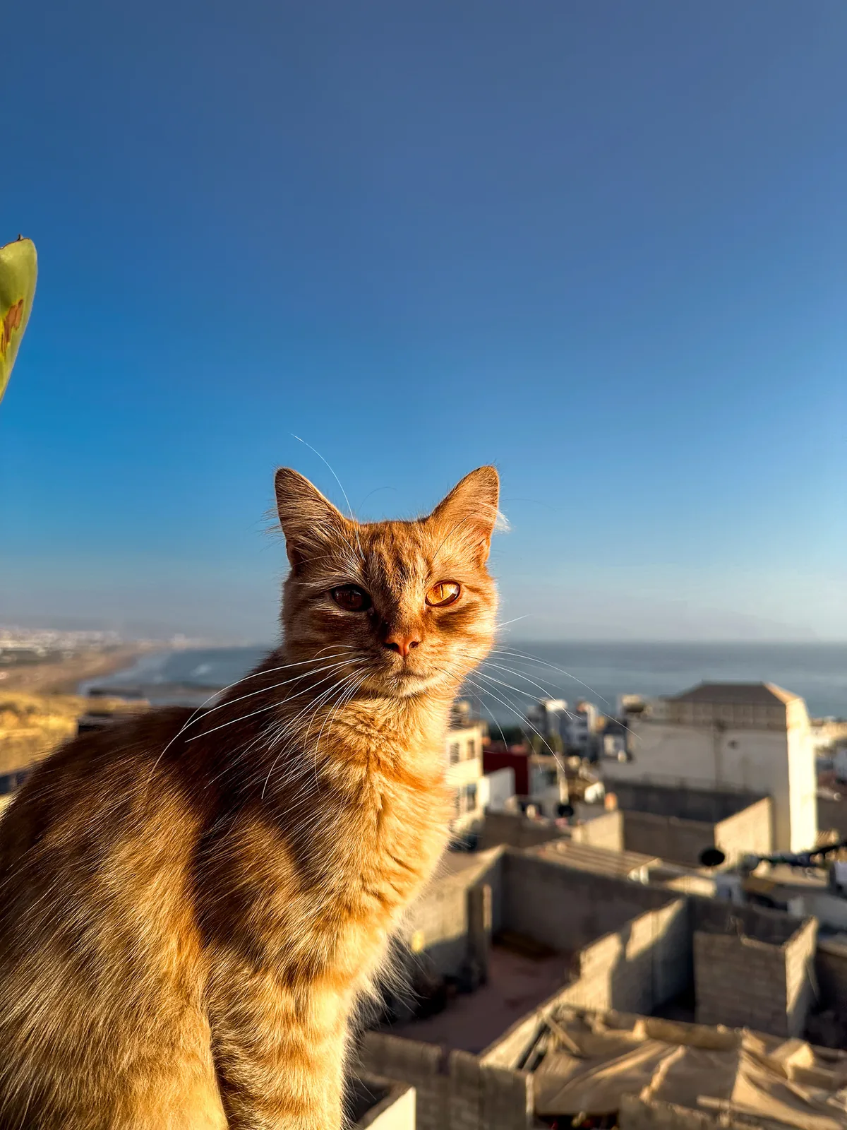 A ginger cat gazes into the distance with rooftops and the sea behind it, Taghazout