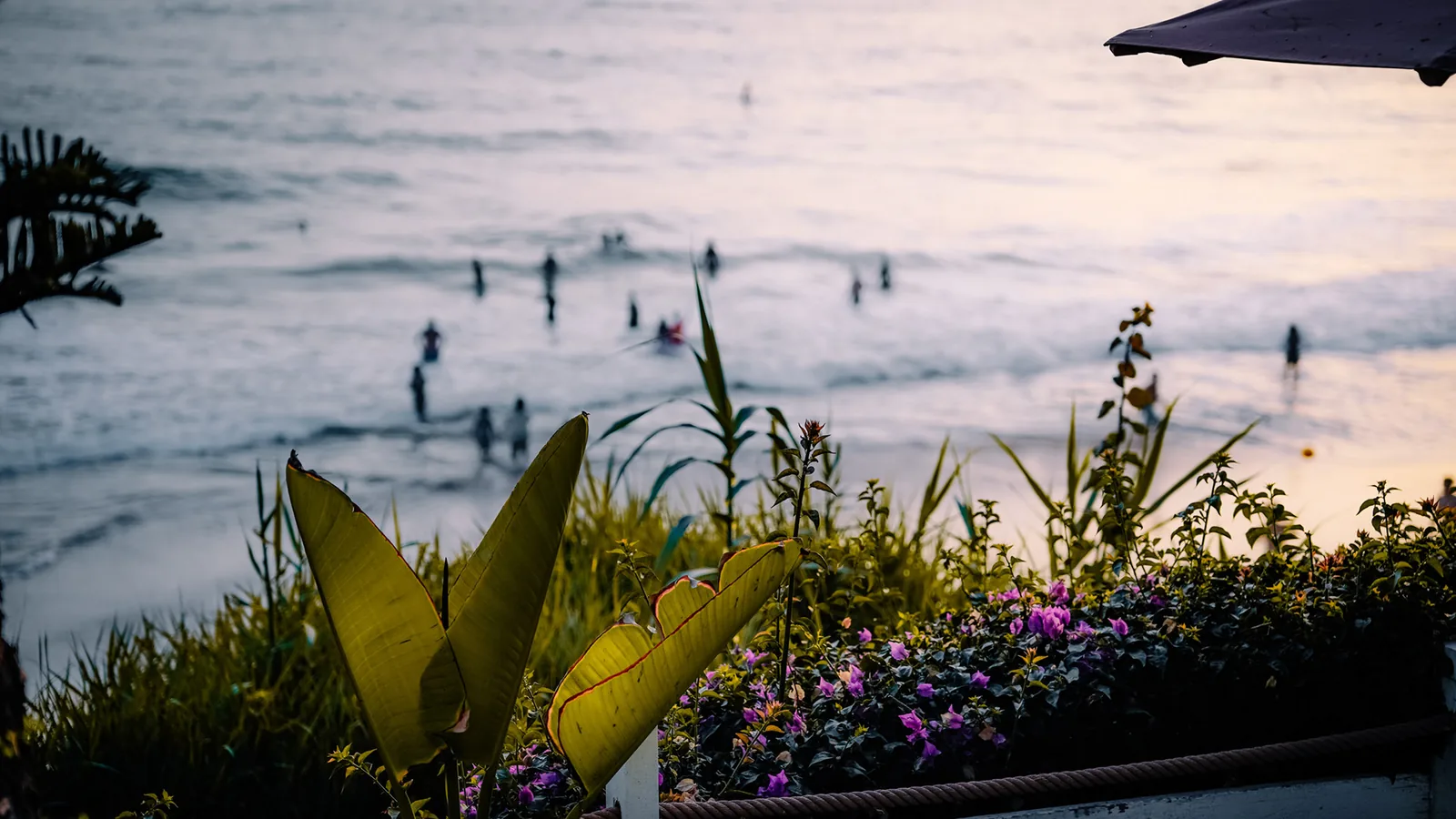 Garden flowers frame a hazy view of swimmers in the sea at Taghazout, Morocco